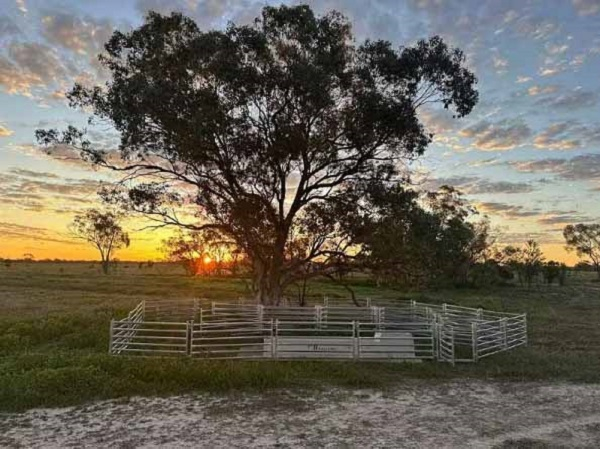 Sheep fence panel installation example