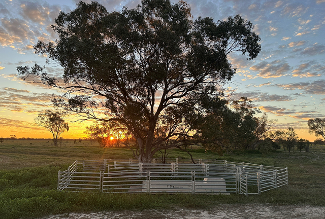 .sheep yard panels